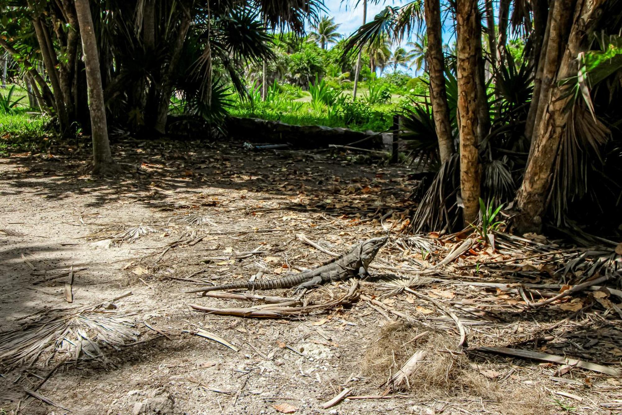 Aldea Zama Hotel Tulum Room photo