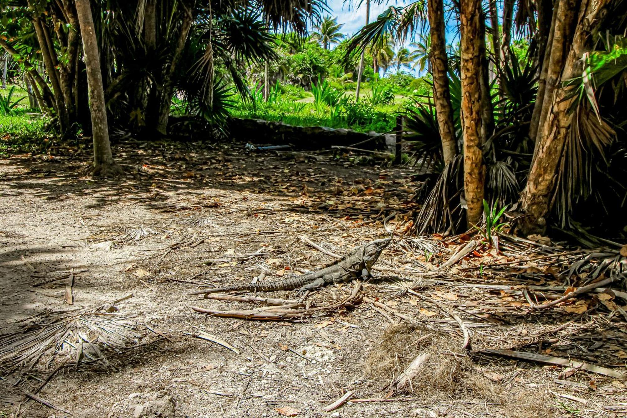 Aldea Zama Hotel Tulum Exterior photo